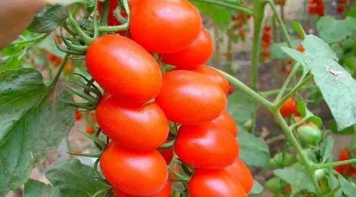 多食此物，补气养血，排毒养颜，爱美女性记得吃(图4)